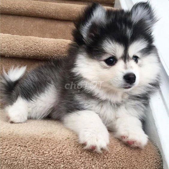 Chó Siberian Husky Đực Cái 2 tháng. Mua bán Chó tại Quận Thanh Khê Đà Nẵng được đăng bởi Duyên Mỹ hình 1