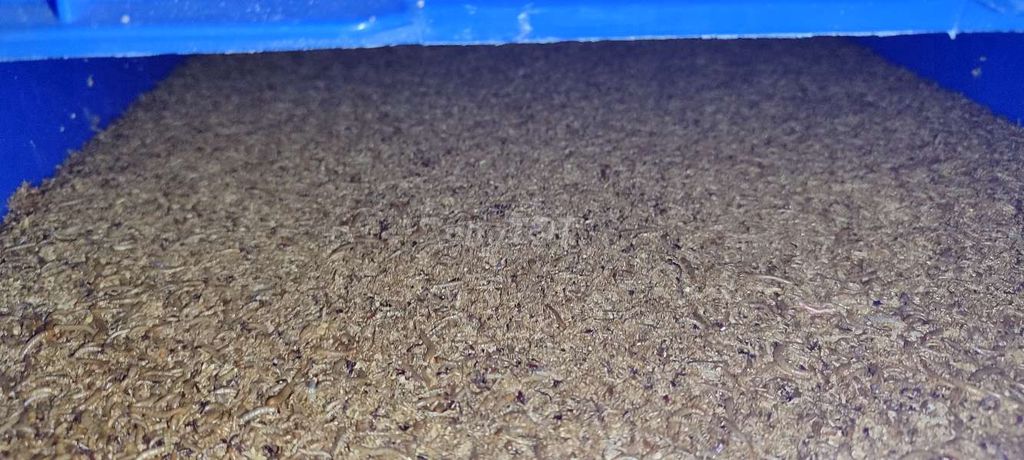 Sâu mealworm "sữa, thái, trung" 500g- 1kg. Mua bán Phụ kiện, Thức ăn, Dịch vụ tại Quận 6 Tp Hồ Chí Minh được đăng bởi Đông Sử hình 3