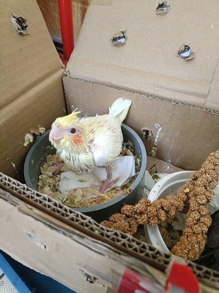 Chim Cockatiel Lutino Vàng. Mua bán Chim tại Thành phố Dĩ An Bình Dương được đăng bởi Duy Minh hình 1