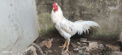 Chuẩn Nọc. Mua bán Gà tại Quận Cái Răng Cần Thơ được đăng bởi phát đạt