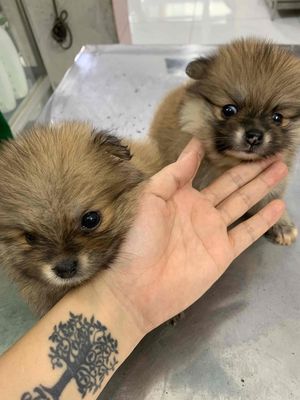 Bán chó con phóc sóc 2tháng tuổi. Mua bán Chó tại Quận 12 Tp Hồ Chí Minh được đăng bởi Minh