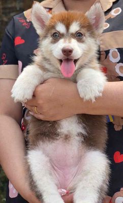 Chó Husky màu nâu