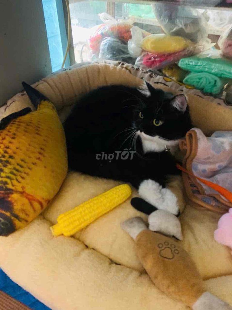 TÌM NHÀ MỚI CHO BÉ MỦN. Mua bán Mèo tại Quận Bắc Từ Liêm Hà Nội được đăng bởi TIỂU BĂNG BĂNG  hình 3