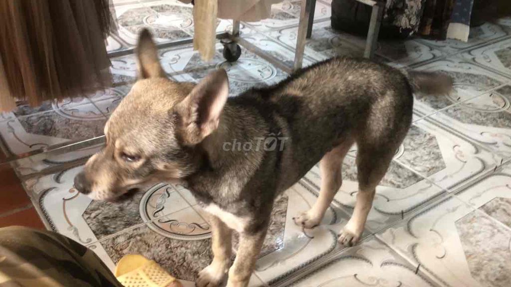 Chó Phốc lai 6kg Nâu xám. Mua bán Chó tại Thành phố Nam Định Nam Định được đăng bởi Trần Tuấn hình 1