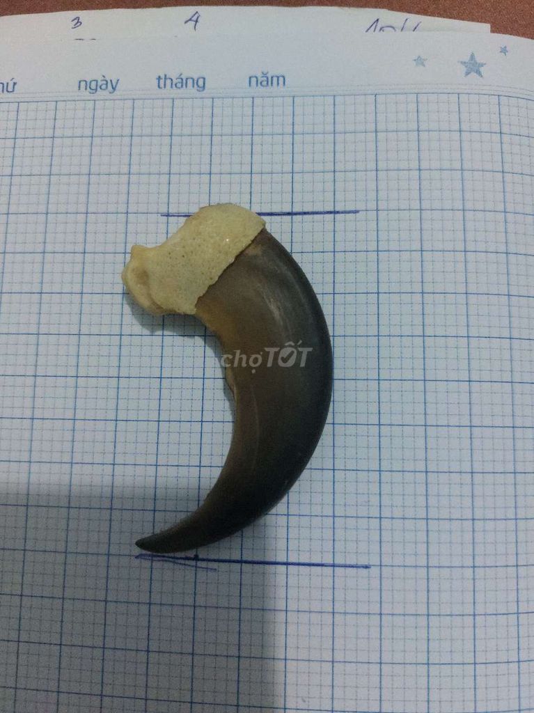 bán. Mua bán Phụ kiện thời trang khác tại Thành phố Tây Ninh Tây Ninh được đăng bởi lethanh hình 1