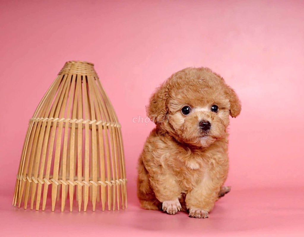 Poodle tiny xinh ngoan Yêu