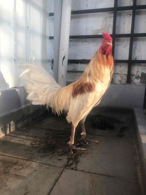 cần bán cặp gà trống bướm mái xám chân xanh. Mua bán Gà tại Quận 11 Tp Hồ Chí Minh được đăng bởi Nam