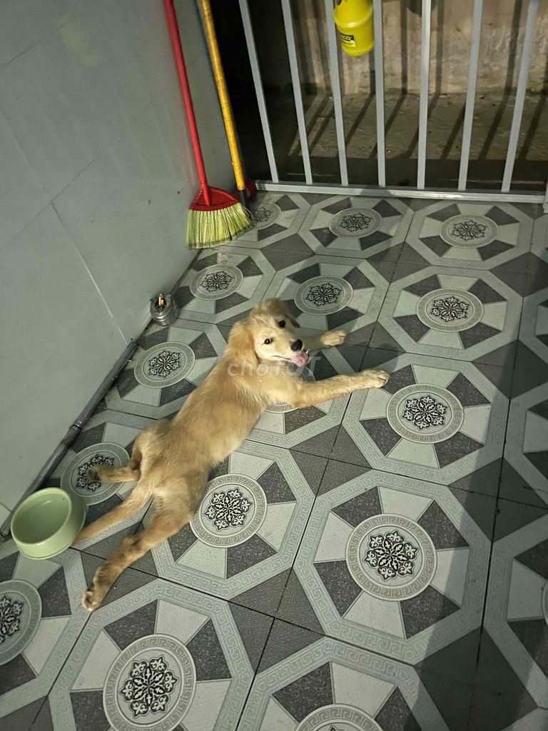 Chó Golden Retriever Vàng 2.5 tháng. Mua bán Chó tại Thị xã Bến Cát Bình Dương được đăng bởi Trọng Hòa hình 1