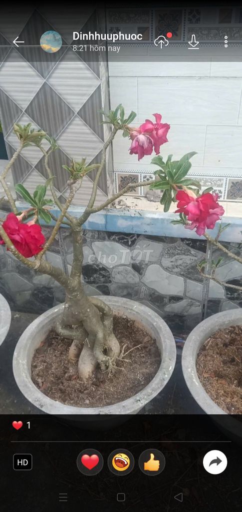 Bông sứ Hồng chậu lớn. Mua bán Cây cảnh, đồ trang trí tại Huyện Cần Giuộc Long An được đăng bởi Hữu Phước Đinh hình 1