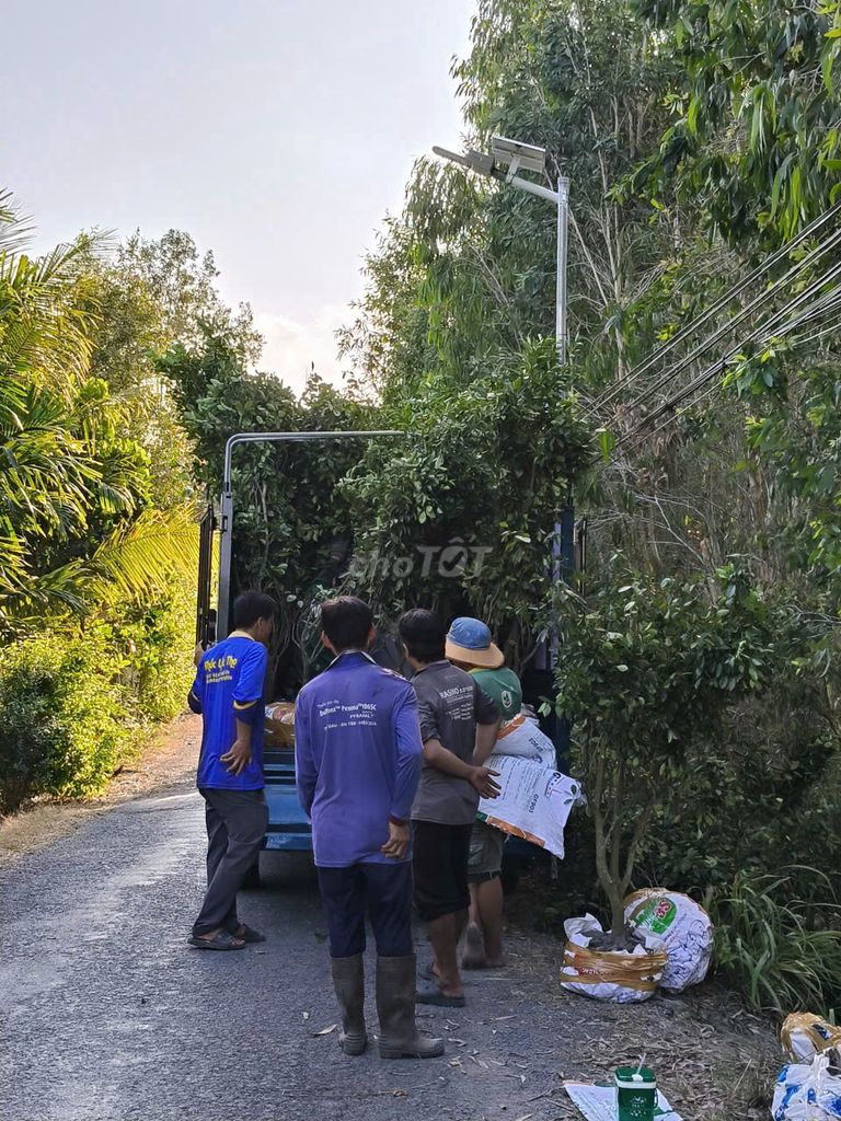 Cây tắc đã trồng. Mua bán Cây cảnh, đồ trang trí tại Huyện Tiểu Cần Trà Vinh được đăng bởi Nguyễn tín hình 1