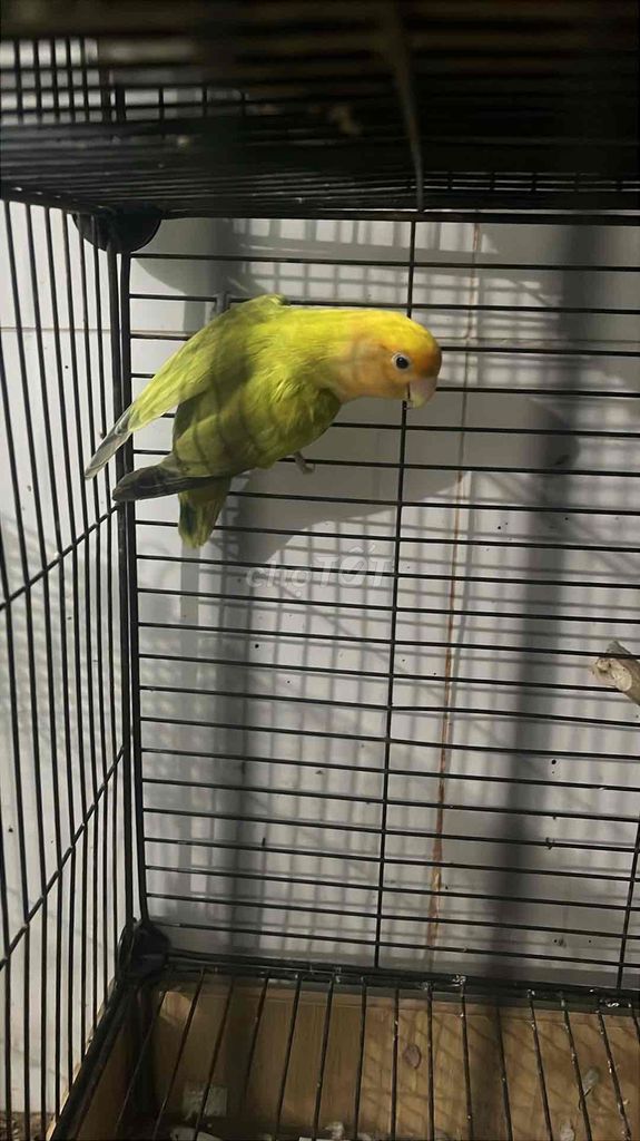 Vẹt Lovebird trống ghép ss. Mua bán Chim tại Quận 10 Tp Hồ Chí Minh được đăng bởi Bh hình 1