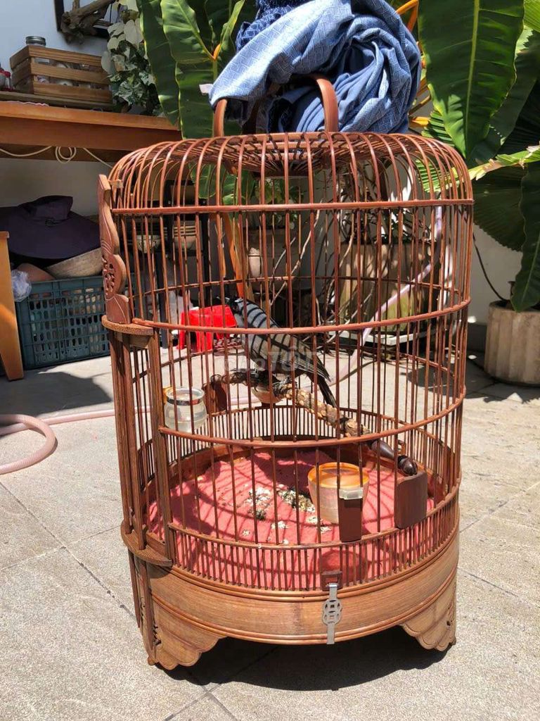 Chim . Mua bán Chim tại Quận Gò Vấp Tp Hồ Chí Minh được đăng bởi Đat Đỗ hình 1