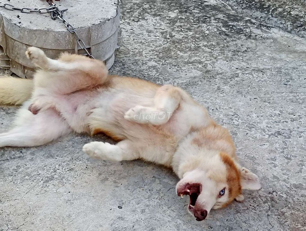 Chó Husky Đực.Hiền. Mua bán Chó tại Quận 8 Tp Hồ Chí Minh được đăng bởi Nhân Rottweiler  hình 1