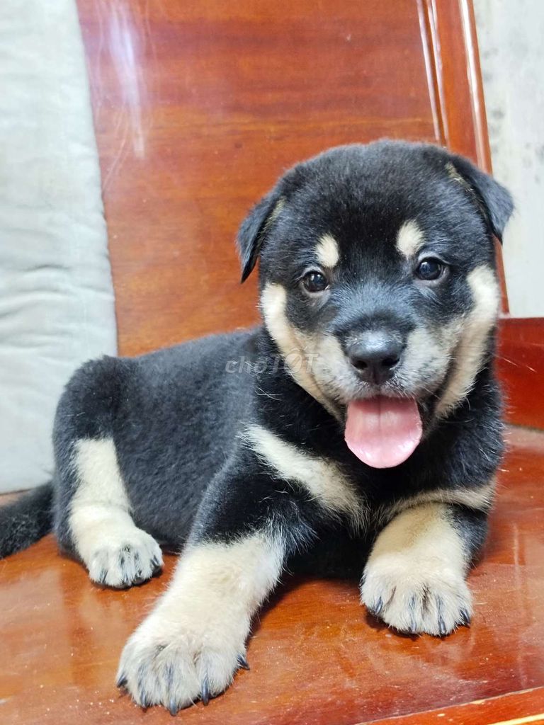 Bé rottweiler f1 trưởng thành 40kí canh nhà giỏi. Mua bán Chó tại Huyện Bình Chánh Tp Hồ Chí Minh được đăng bởi Ngân Hà hình 2