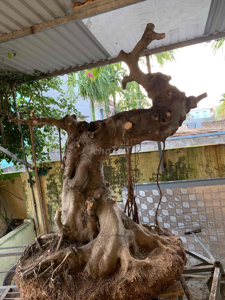 Cây cảnh Sang nam điền Vanh 130. Mua bán Cây cảnh, đồ trang trí tại Huyện Tiên Lãng Hải Phòng được đăng bởi Lê Đức toản  hình 1