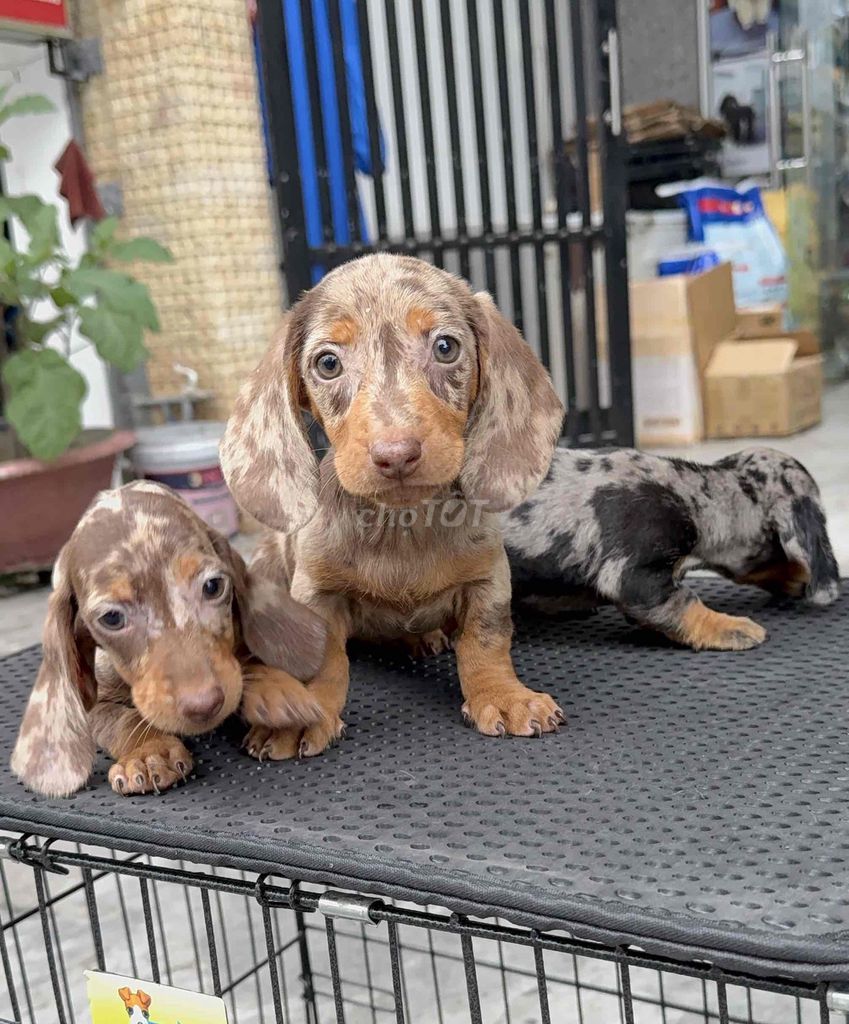 Chó Lạp Xưởng Loang Thuần chủng. Mua bán Chó tại Quận Liên Chiểu Đà Nẵng được đăng bởi Pet House hình 1