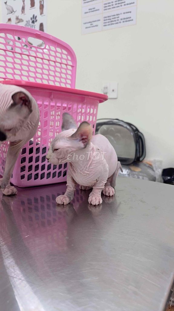 Mèo không lông Sphynx 3 tháng tuổi