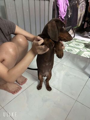 Chó Lạp xưởng Socola 4 tháng tuổi