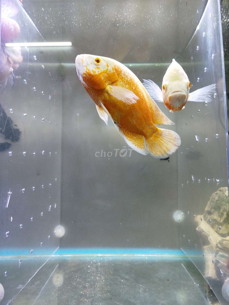 Cần bay nhanh cá khỉ đỏ. Mua bán Thú cưng khác tại Quận 8 Tp Hồ Chí Minh được đăng bởi Van sự Tùy duyên  hình 6