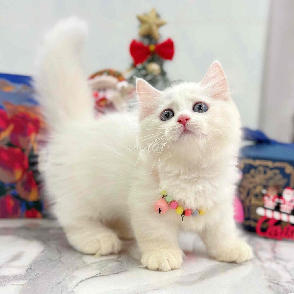 Mèo Anh chân ngắn sale tết. Mua bán Mèo tại Quận 4 Tp Hồ Chí Minh được đăng bởi Gấu Dứa Cat hình 1