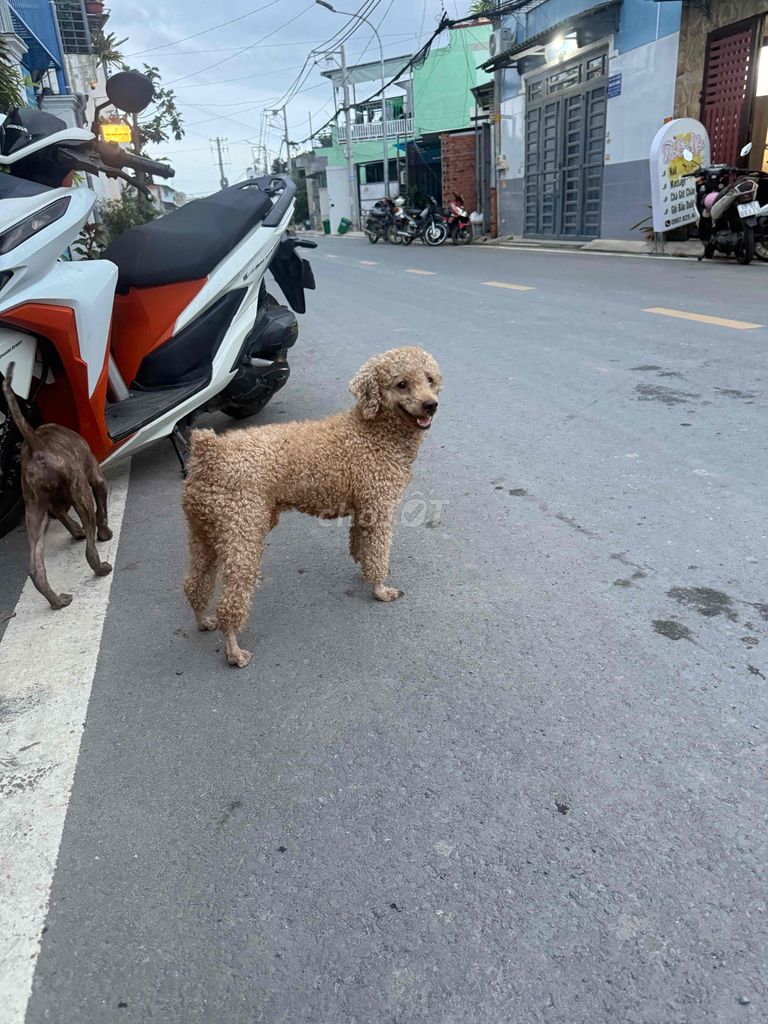 đưc tơ. 3 kg. 7 thang. Mua bán Chó tại Huyện Hóc Môn Tp Hồ Chí Minh được đăng bởi Trang hình 4