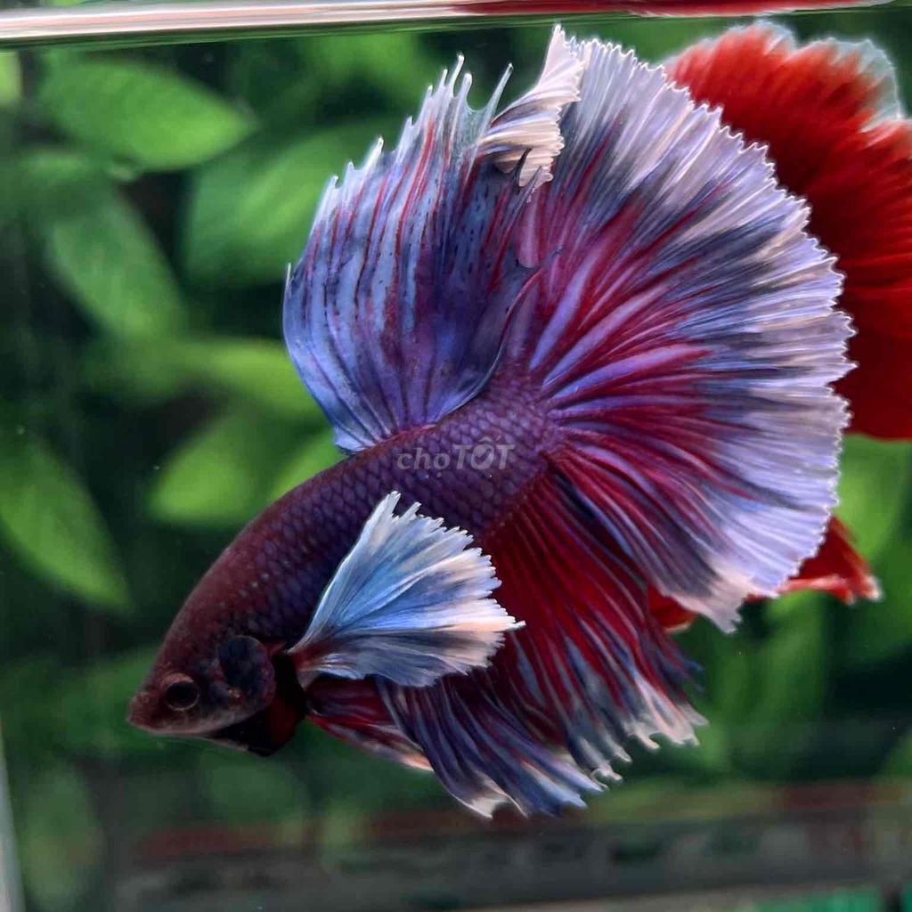 cá Betta Dumbo Halfmoon. Mua bán Thú cưng khác tại Huyện Hóc Môn Tp Hồ Chí Minh được đăng bởi Cậu Ba Betta  hình 1