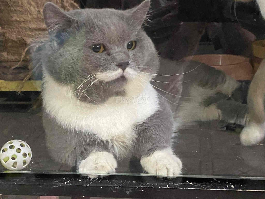 phối giống mèo Munchkin bicolor châu đức. Mua bán Mèo tại Huyện Châu Đức Bà Rịa - Vũng Tàu được đăng bởi Thùy Dương hình 1