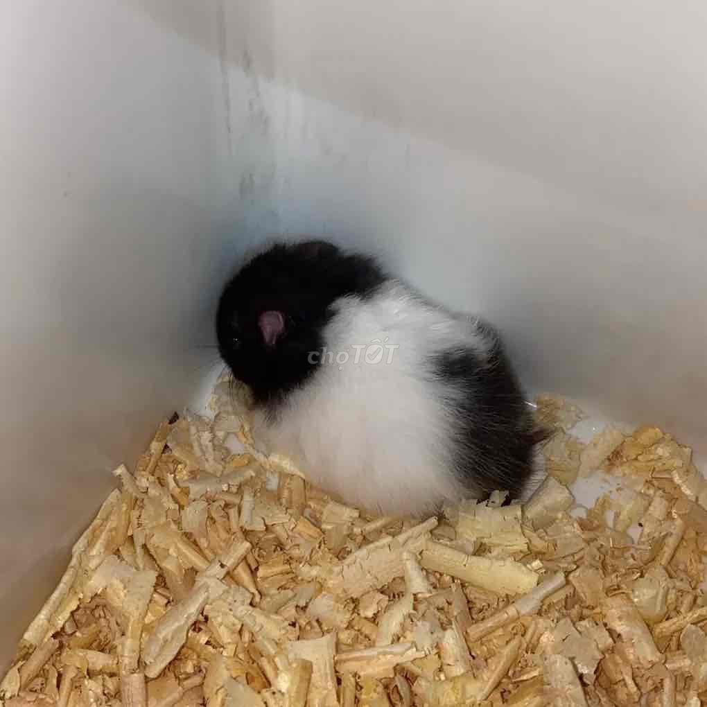 Chuột Hamster Syrian đen trắng khỏe mạnh. Mua bán Thú cưng khác tại Quận Bình Tân Tp Hồ Chí Minh được đăng bởi hatred Lê hình 1