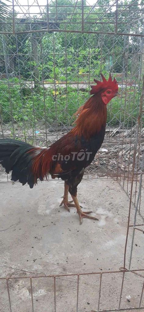 xanh điều siu mỹ 3kg tay dày. Mua bán Gà tại Huyện Chơn Thành Bình Phước được đăng bởi Hoàng hình 1