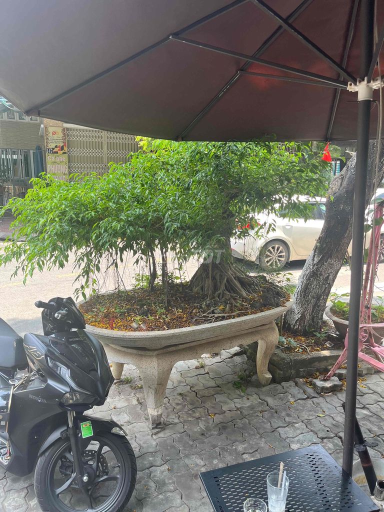 Cây sanh xanh lá. Mua bán Cây cảnh, đồ trang trí tại Quận Thanh Khê Đà Nẵng được đăng bởi Tuan Duy hình 1