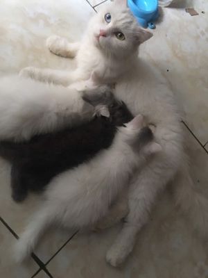 Tìm nhà mới cho mèo. Mua bán Mèo tại Huyện Sóc Sơn Hà Nội được đăng bởi Nhung Khuất