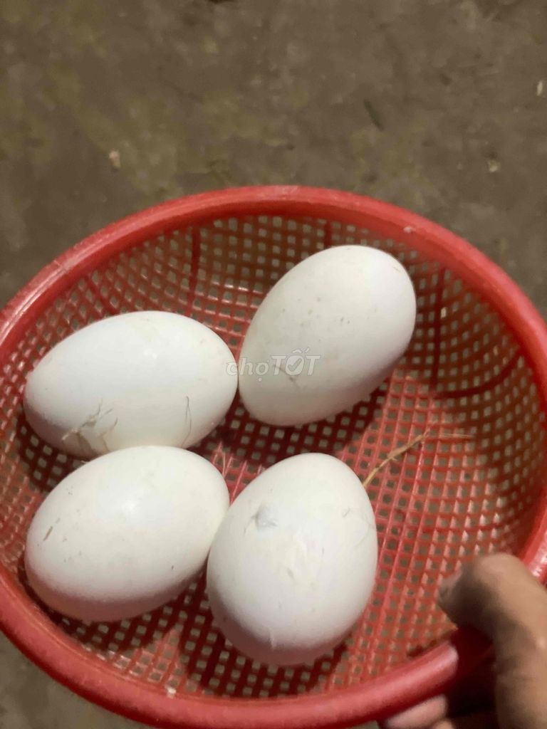 Trứng ngỗng Thả vườn Tự nhiên. Mua bán Đồ ăn, thực phẩm và các loại khác tại Huyện Thanh Bình Đồng Tháp được đăng bởi Nguyễn Minh Hảo hình 1