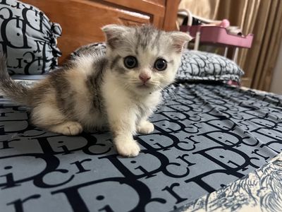 Mèo anh tam thể chân ngắn. Mua bán Mèo tại Thành phố Cao Lãnh Đồng Tháp được đăng bởi Vi Nguyen