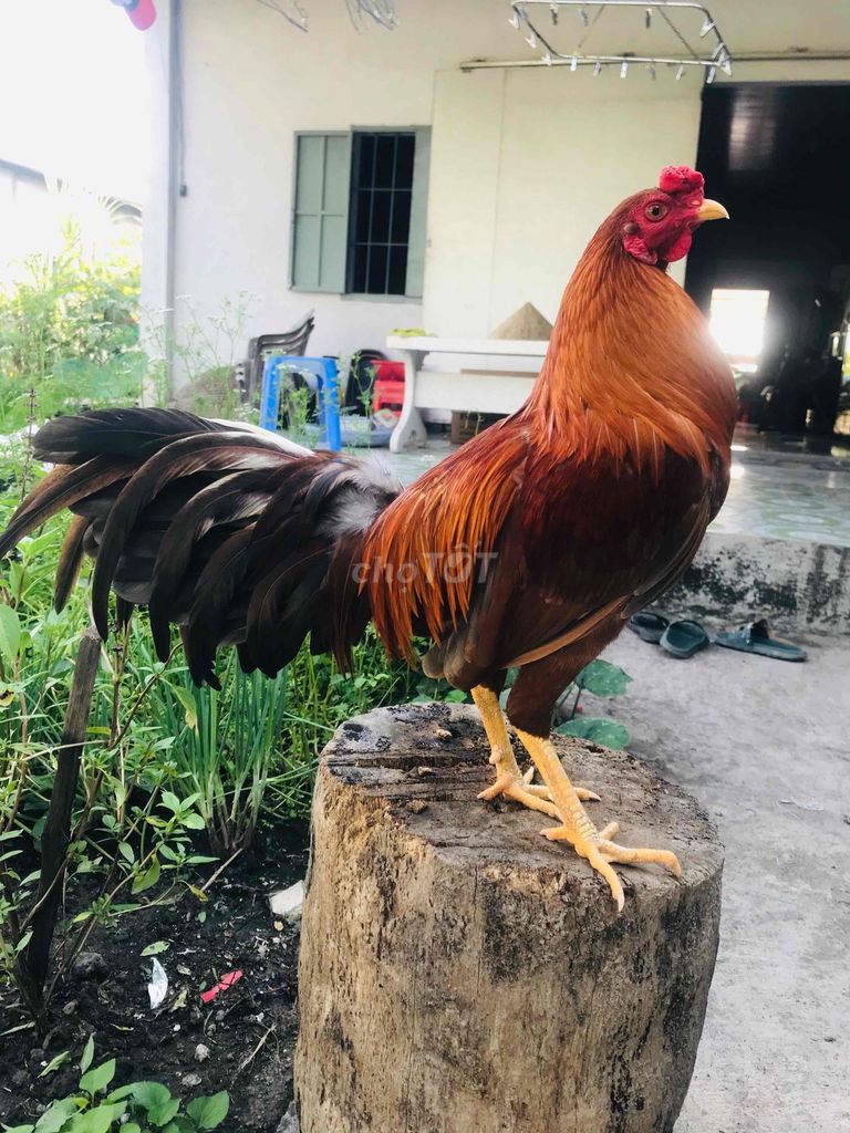 Gà chọi Nâu vàng 1.58kg Đực. Mua bán Gà tại Huyện Thoại Sơn An Giang được đăng bởi Tuấn Ty hình 1