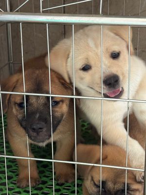 Chó nhà 2 tháng tuổi nhiều màu