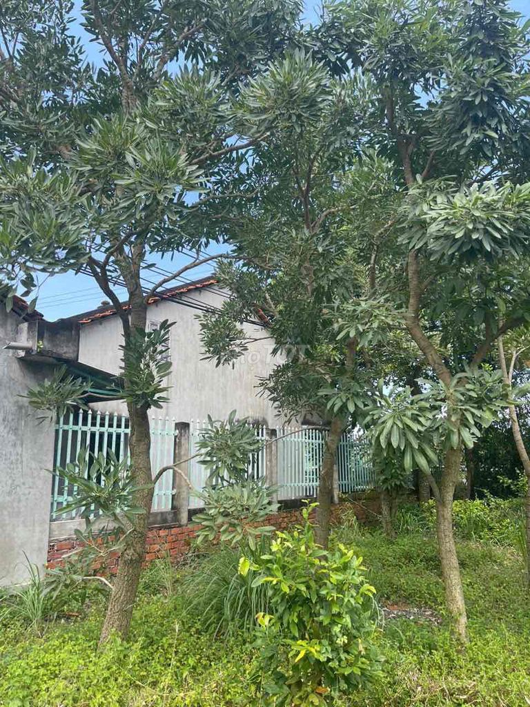 Cây chuông vàng trồng sân vườn. Mua bán Cây cảnh, đồ trang trí tại Huyện Châu Phú An Giang được đăng bởi Tran DangKhoa hình 1