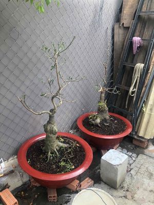 LỘC VỪNG BONSAI NHÀ TRỒNG 1 CẶP BÁN. Mua bán Cây cảnh, đồ trang trí tại Huyện Hóc Môn Tp Hồ Chí Minh được đăng bởi thiện