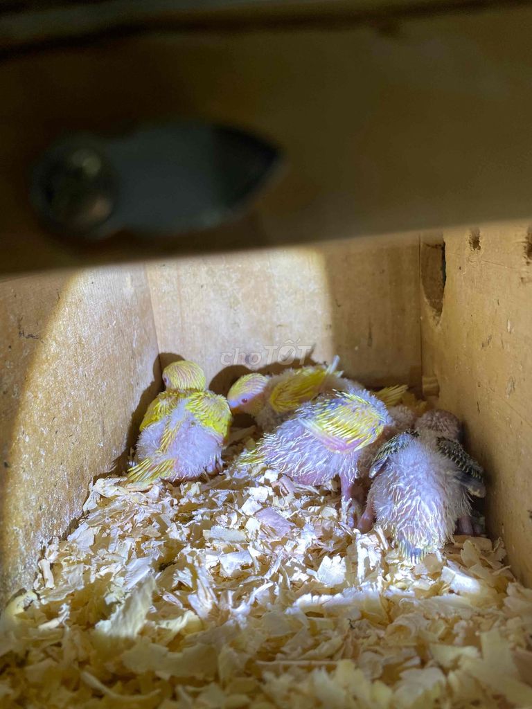 Chim yến phụng Hà Lan non khoẻ mạnh. Mua bán Chim tại Quận Phú Nhuận Tp Hồ Chí Minh được đăng bởi Tâm Thiện hình 1