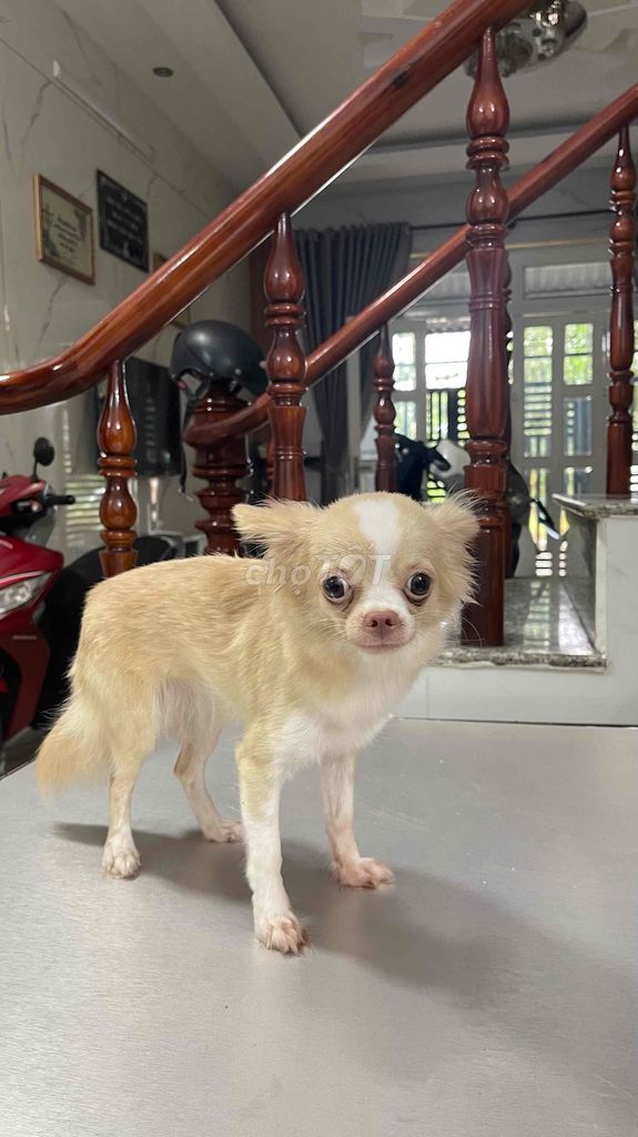 Chihuahua màu vàng mơ 1 tuổi. Tìm chủ mới