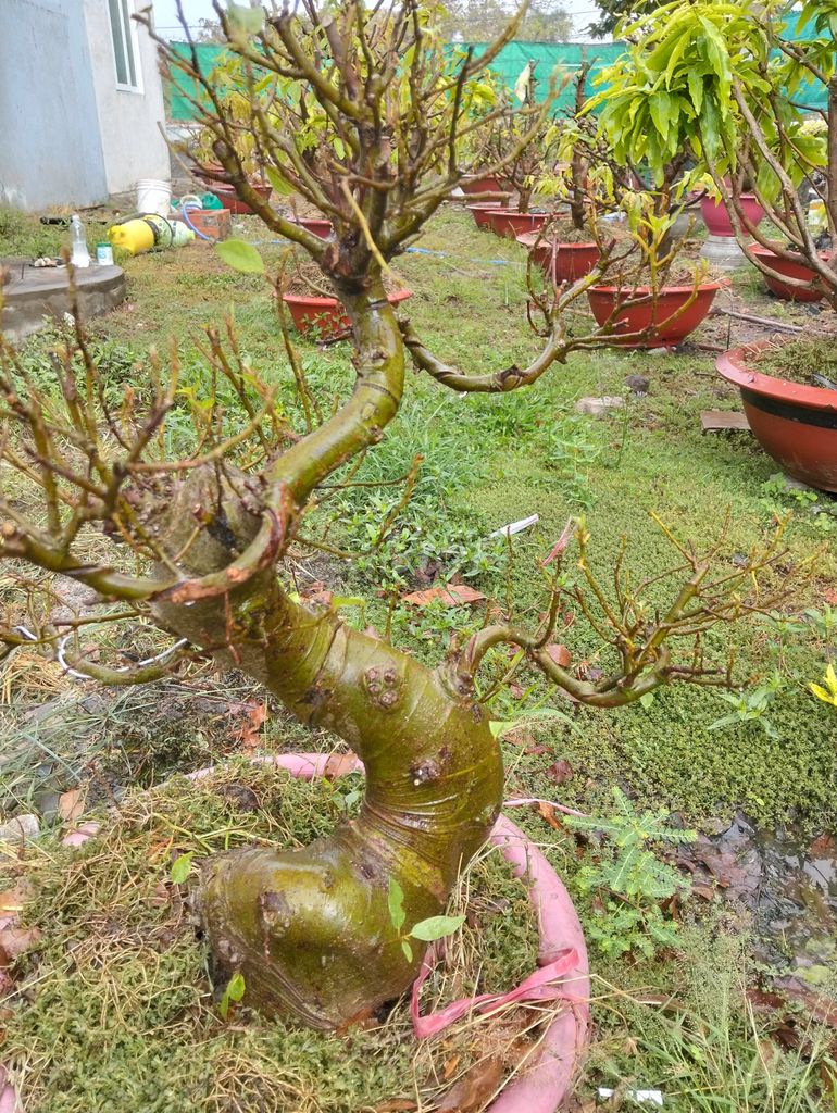 Cây cảnh Sung nếp Bonsai Già mùa. Mua bán Cây cảnh, đồ trang trí tại Thị xã Gò Công Tiền Giang được đăng bởi Tung hình 1
