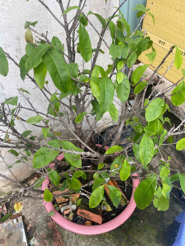Cây cảnh Mai gốc to nguyên chậu. Mua bán Cây cảnh, đồ trang trí tại Huyện Đức Hòa Long An được đăng bởi Hien hình 1