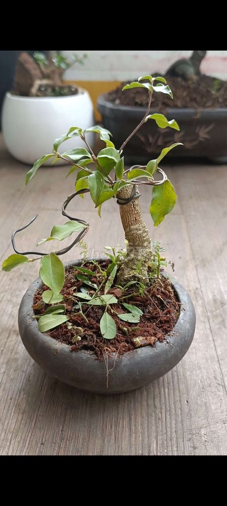 Hồng ngọc mai siêu mini [Bonsai để bàn]