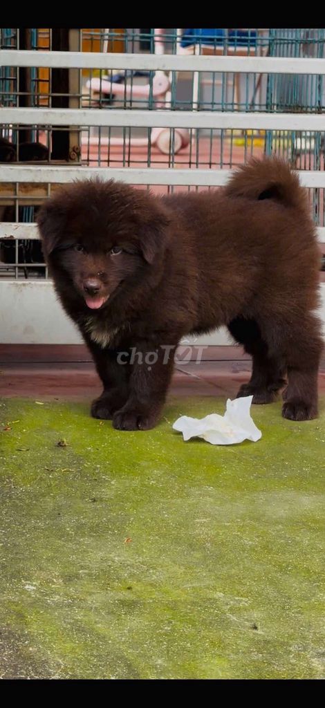 Chó Bắc Hà cái màu Nâu. Mua bán Chó tại Thành phố Thủ Đức Tp Hồ Chí Minh được đăng bởi cho H mong hình 1