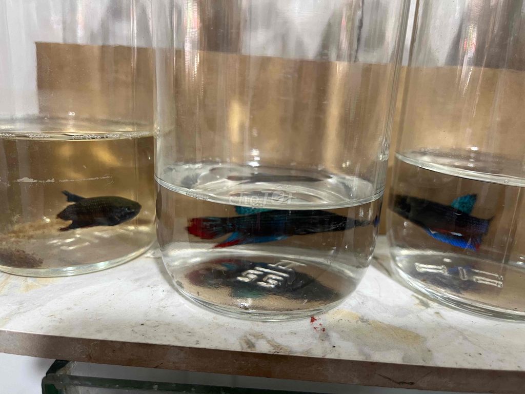 lia thia đồng thiên nhiên