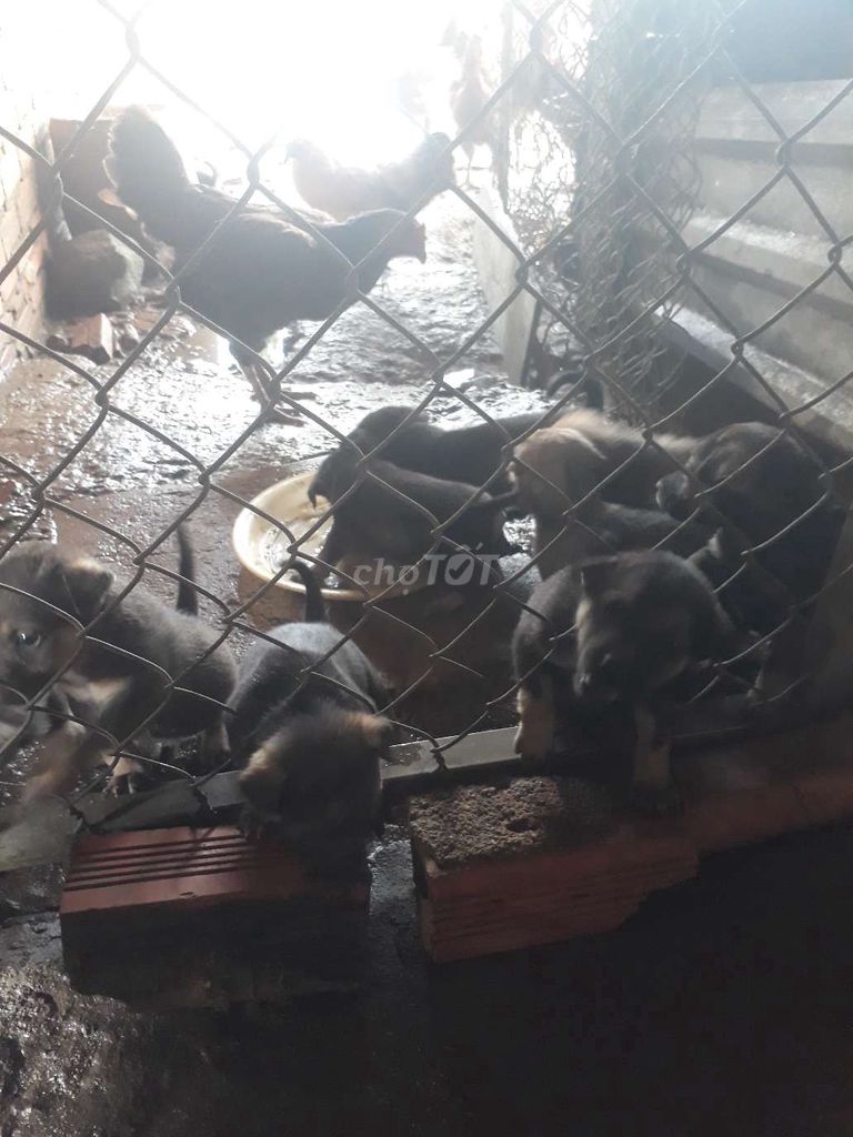 nhà có bầy chó cỏ lai nhật xù. Mua bán Chó tại Huyện Long Thành Đồng Nai được đăng bởi phương thế ngọc hình 3