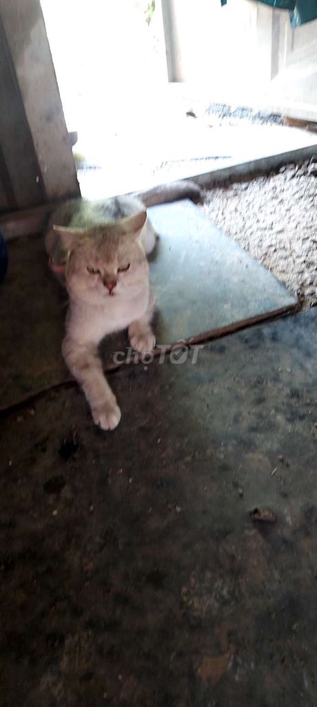 Mèo Anh lông ngắn Trắng xám như hình. Mua bán Mèo tại Thành phố Thuận An Bình Dương được đăng bởi TUYÊN GIANG ĐÔNG hình 1