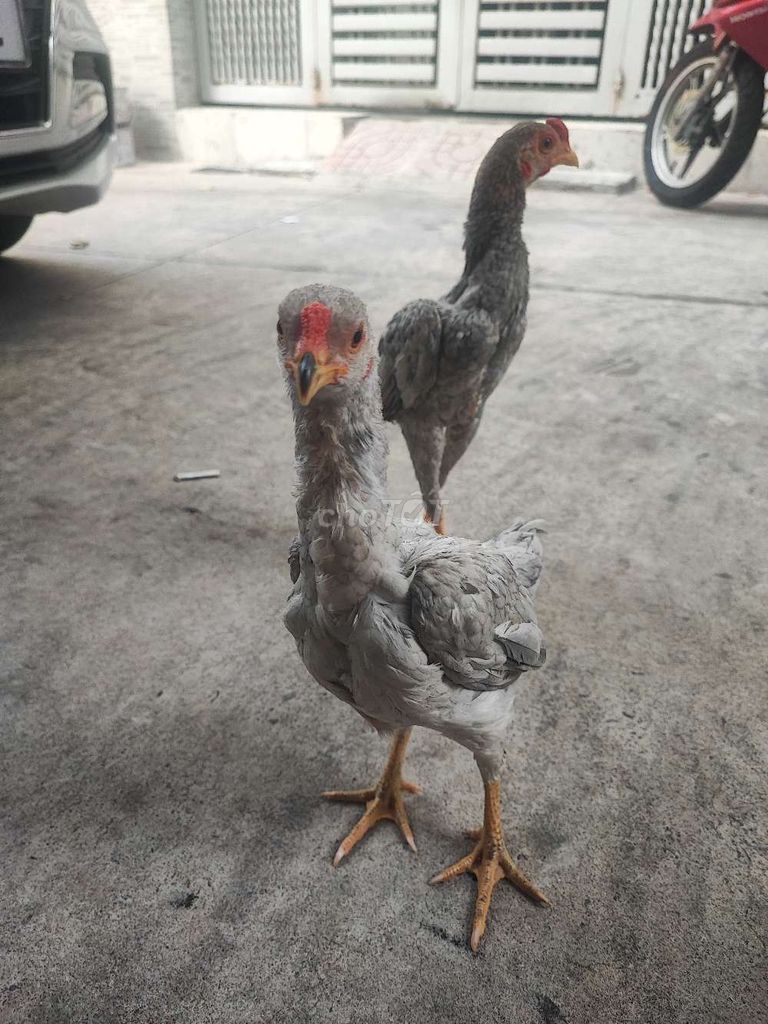 Gà Koshamo Xám Trống mái 4-5 tháng. Mua bán Gà tại Quận Tân Bình Tp Hồ Chí Minh được đăng bởi NGUYEN VIET TUONG hình 1