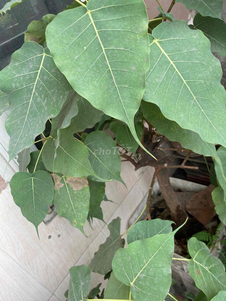 gòvấp / tly Cây cảnh Bồ đề. Mua bán Cây cảnh, đồ trang trí tại Quận Gò Vấp Tp Hồ Chí Minh được đăng bởi ngoc hình 1