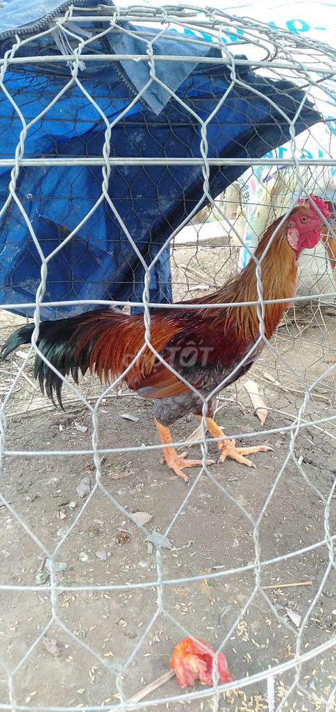 Gà trống Xám tơ 3.1 kg đực. Mua bán Gà tại Huyện Phong Điền Cần Thơ được đăng bởi Ký cần Thơ  hình 1
