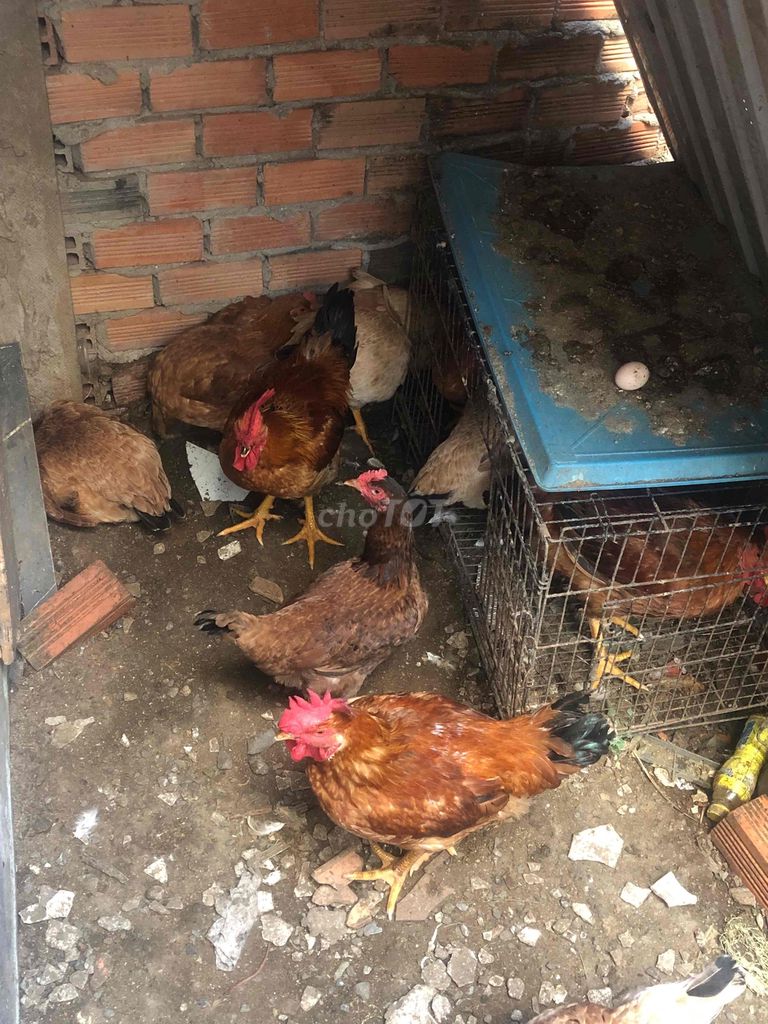 gà ta thả vườn, ăn lúa. Mua bán Gà tại Huyện Nhà Bè Tp Hồ Chí Minh được đăng bởi Sơn  hình 1